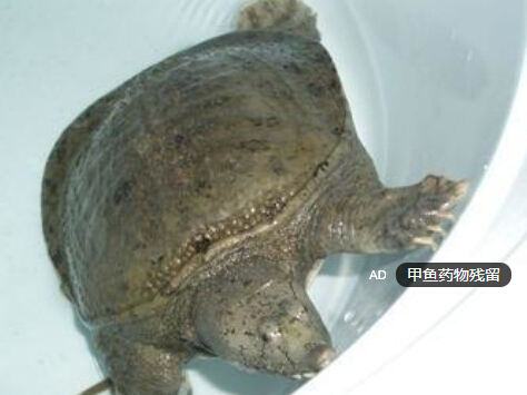 甲魚(yú)藥物殘留